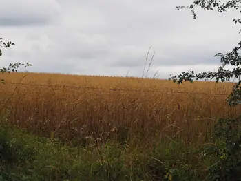 Coulnifontaine (België) (samenvloeiing westelijke en oostelijke Ourthe)